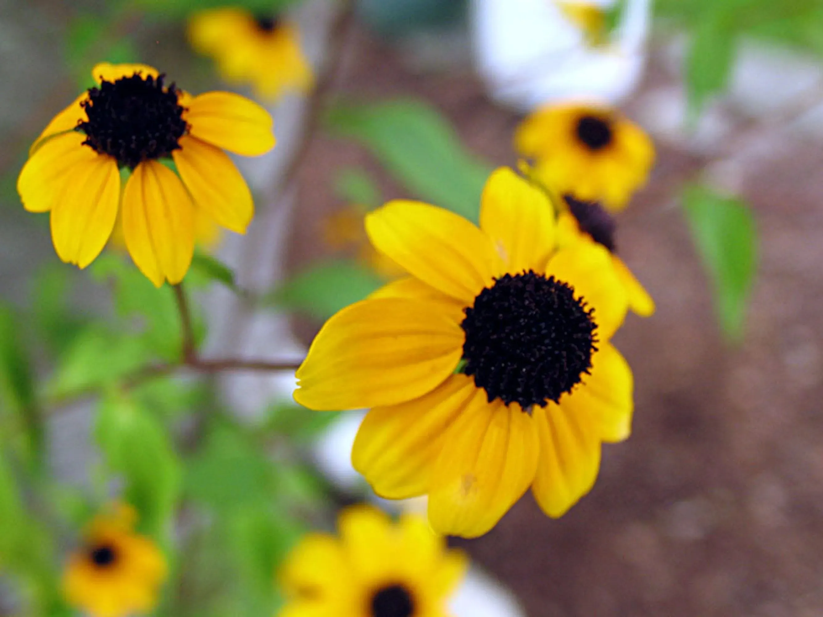 Sunflower bangle with real flowers by  Shrieking Violet®